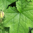 코스모스가든 이미지