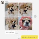 디오펫샵 이미지