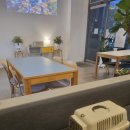 한빛동물병원 | 암컷 고양이 중성화 수술 문의-대전 관저동 웰케어 동물병원 후기와 라온카페