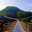 절벽과 숲이 맞닿은곳 410m ‘Y자 출렁다리에서 즐기는 이색 풍경 이미지