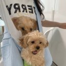 (주)의사이야기 | 강아지 커스텀 티셔츠 댕냥이야기 주문 제작 후기 강아지 커플룩