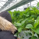 한경면 청수물마을 이미지