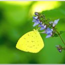 노랑나비 이미지