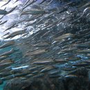 펌- 황선도 박사의 물고기 이야기 ⑤ 멸치