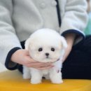 테디 켄넬 | 대구강아지분양 테디럽 적극추천