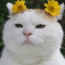 파이팅복싱다이어트 네이버블로그