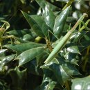 홀리호랑 이미지