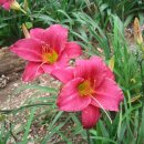 데이릴리(Daylily) 이미지