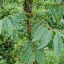 참중나무 이미지