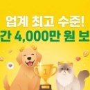 카카오펫 | 카카오페이손해보험 펫보험 가입 후기 및 보장 한도 4000만원 실화? (강아지 슬개골 탈구 대비)
