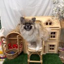 개르띠에 이미지