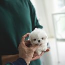 슈슈퍼피 이미지