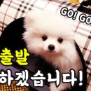 두유네 애견미용실 이미지