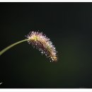 강아지풀 이미지