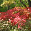 2014.10.08. 양구.대암산.광치휴양림의 가을 계곡을 찿다. 이미지