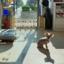 애드펫동물병원 이미지