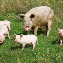 둥지2농장 이미지