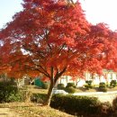 들꽃연가 이미지