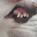 페츠온동물병원 이미지