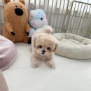 성화메디컬의원 | 천안애견분양 너랑 나랑 알콩달콩