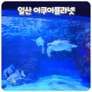 동그라미 유치원자판기 | 일산 아쿠아리움 아쿠아플라넷 공연 어린이체험 동물원 후기