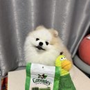 덴탈왕 | [덴탈껌] 그리니즈 독특한 칫솔 모양의 덴탈관리 양치껌 &#34;그리니즈 티니 고구마맛 덴탈껌&#34;