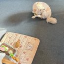 배황순