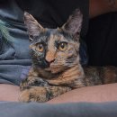 빵실하개 이미지