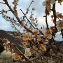 오덕전통된장 이미지