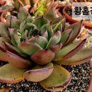 황홀경