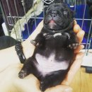 흑곰 Daum카페