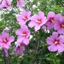 무궁화유치원 이미지