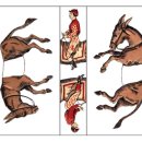 Trick donkeys 이미지