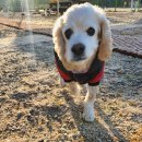 제리장군 이미지