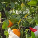 귤한편