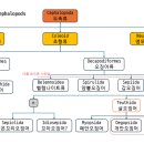 모사사 | [완독][360주][330권] 바다의 제왕 : 두족류, 5억 년의 비범한 진화 이야기