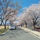 매곡보건진료소 | 달창저수지 벚꽃놀이 후기