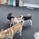 브리더독 이미지