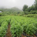 종호농장 이미지