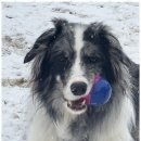 댕댕이 유치원 이미지