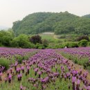 라벤더 Daum카페