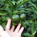 옥심농장 이미지