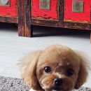 퍼피루스 이미지