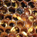 남미에서 작은 벌집 딱정벌레의 확장이 가속화되었습니다 이미지