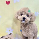 몽몽바블펫# 이미지