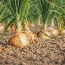 약이 되는 산야초 | 양파조청 만들기 「산야초명인 최금옥」