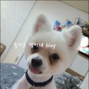 꽃보다개냥 이미지