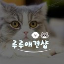 루루애견샵