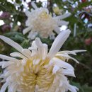 마하수리 이미지