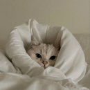 또다